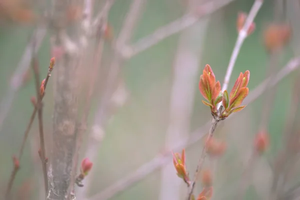 Nar ağacı dallarıyla yeşilimsi pastel tonlarda eşsiz bir arkaplan. Kopyalamak için yer. Doğa