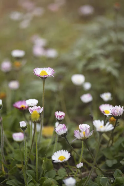 Güzel papatyaların dikey arka planında otlakta kopyaları için yer var. bahar yaz konsepti