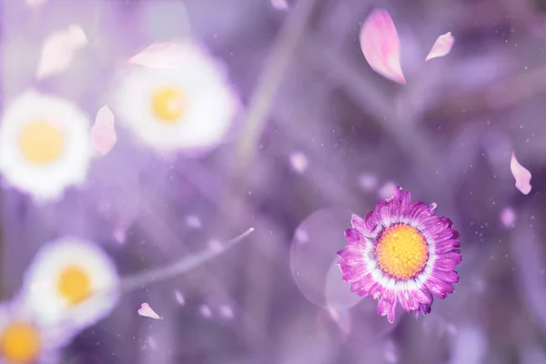 Papatya tarlada pembe ve ışıkların gölgesinde, fantezi atmosferinde. Doğa arkaplanı.