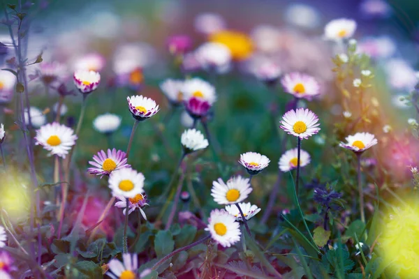 Tarlada fantezi renkleri olan bir buket papatya. Kopyalamak için yer. Doğa kavramı.