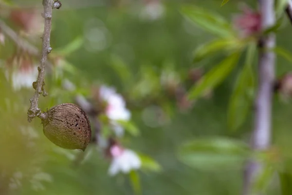 Badem ağacının bir önceki yıla ait meyvelerle çiçek açtığı yer. Boşluğu kopyala.