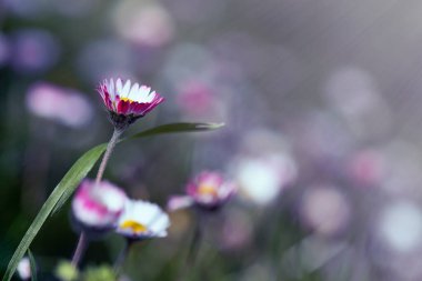 Tarlada papatyalar ve ışık huzmeleri. Mavinin tonlarında ve kopyalama alanında. Doğa ve mevsimsel.