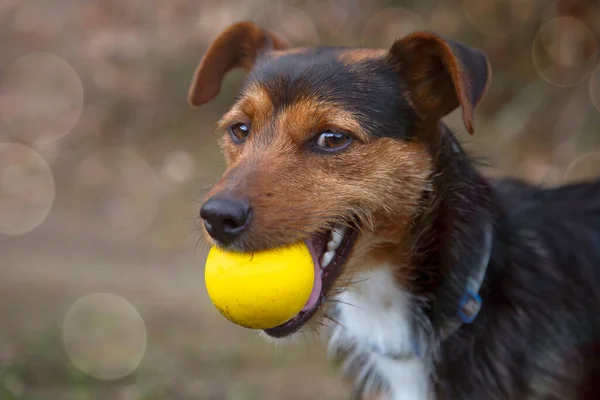 彼の口の中に黄色のボールと黒いBodeguero子犬の犬のサイドビューの肖像画とカメラを見て彼の顔に笑顔 コピーのためのスペース ペット — ストック写真