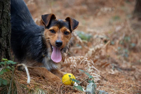 Siyah bodrum köpek yavrusu, sarı topuyla oynuyor ve dili dışarıda kameraya bakıyor. İtaat eğitimi ve doğada egzersiz. Kopyalama alanı