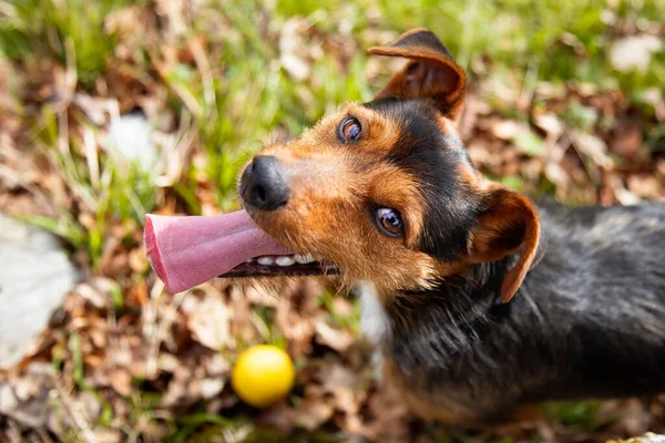 黒い地下室の子犬の頭のオーバーヘッドビューでは 自宅で庭の夏の日差しの中で彼の黄色のボールで遊んでいる 彼の舌を使って服従と自信に取り組んでいます — ストック写真