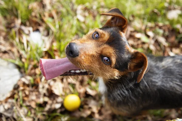 Evdeki bahçede yaz güneşinde sarı topuyla oynayan siyah bodrum köpek yavrusu kafasının üstünden görülüyor. İtaat ve güven üzerine çalışıyor, dili dışarıda. Doğa.