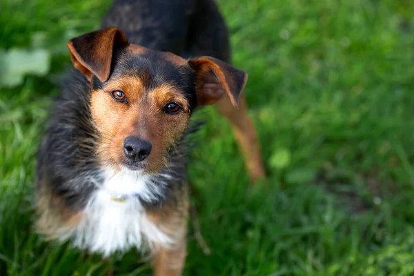 Evdeki bahçede kameraya dik dik bakan bir köpek yavrusu. Ailenin bir üyesi, mutlu bir evcil hayvan. Güneşli bir günde bahçede.