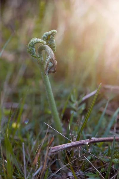 Sarmal kapalı yapraklarla küçük eğrelti otları filizleniyor. Detaylar. makro fotoğrafçılık. Doğa geçmişi. Boşluğu kopyala.