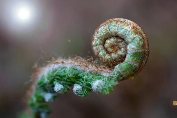 Eğrelti otuyla çevrili doğa arkaplanı spiral bir şekilde kapalı. Detaylar. makro fotoğrafçılık. Kopyalamak için yer. Döndür. Genç bitki