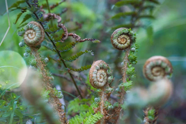 Ung Ormbunksväxt Lummig Med Bladen Kvar Spiralen Foto Med Detalj — Stockfoto