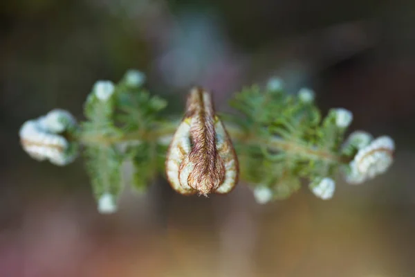 Genç olgunlaşmamış eğrelti otunun simetrisi. sarmal kapalı yapraklar. yeşillik arkaplanı.