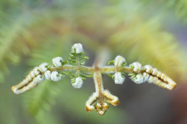 Açılmamış eğrelti otu yapraklarıyla yeşil bir arkaplan gösteren doğa fotoğrafı. Boşluğu kopyala