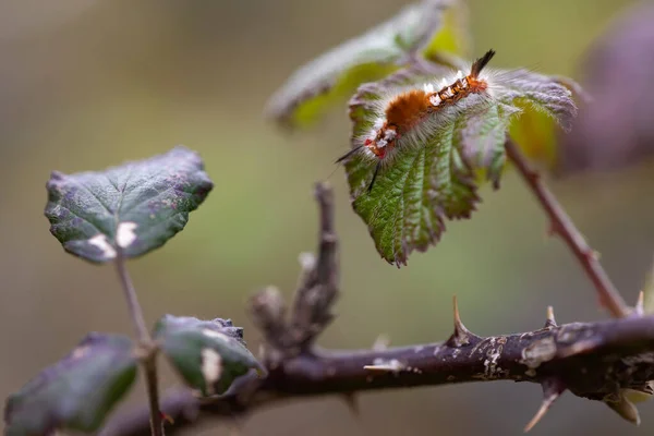 Orgyia 'nın tırtılı içeren böğürtlen yaprağı yeniden toplanıyor. Larva halindeki güzel vahşi hayvan. makro fotoğraf. çoklu uzay. güzellik doğası