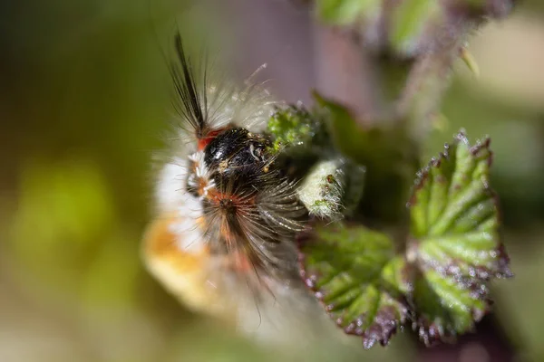 Kıllı tırtılın ön yüzü böğürtlen yaprağı yediğini anımsıyor. Çok detaylı. seçici bulanıklık. Doğadaki güzellik. Vahşi yaşam. Boşluğu kopyala