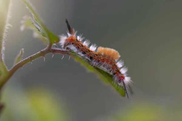 Orgia 'nın yanal görüntüsü larva safhasında tırtılları yeniden canlandırır. Koza ve kelebeğe dönüşmeye hazırdırlar. Kıllı tırtıl, detaylar... Boşluğu kopyala.