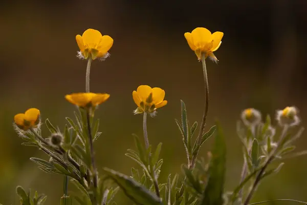 Işığa karşı sarı tarla çiçeği. Çiçek arkaplanı eski tonlarda. Kopyalamak için yer. Doğa kavramı. makro