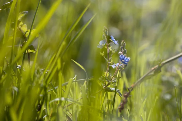Çimenli bir tarlada makro fotoğrafçılık, güneş ışığında, mavimsi çiçeklerle. Kopyalamak için yer. Çiçekli arka planlar. Doğa görünümü