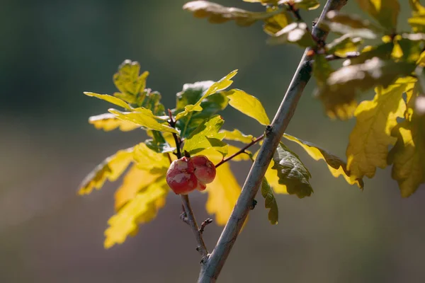Meşe dalı ve meyveleri ışığa karşı. Doğanın arka planında kopya için yer var. Güneşin altında meşe yaprakları. Doğa görünümü