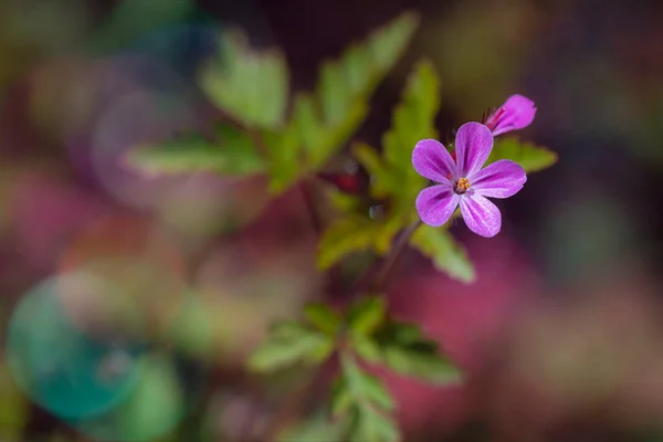 Pink Geranium Sunny Day Blurred Background Seasonal Floral Backgrounds Cheerful — стоковое фото