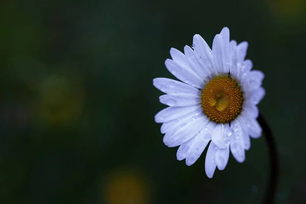 Weiße Gänseblümchen Mit Wassertropfen Auf Ihren Blütenblättern Mit Dunklem Hintergrund — Stockfoto