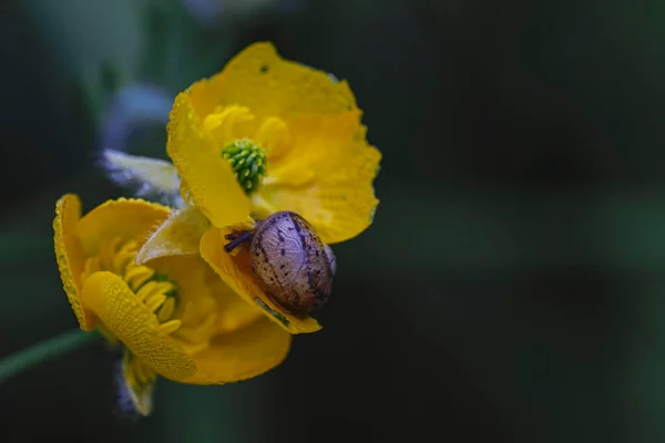 Baby Snail Yellow Flowers Rainwater Drops Garden Macro Image Horizontal — Photo