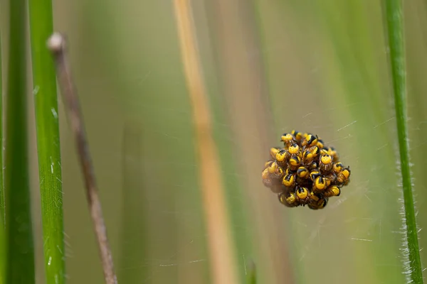 Ağ örümcekleri araneus diadematus türündendir. Bir sürü siyah ve sarı bebek. Makro fotoğrafçılık. Yatay ve kopyalama uzayı. Doğa Yaban Hayatı.