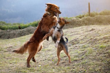 İki köpek yavrusu evdeki bahçede zıplayıp oynuyorlar. Mutluluk ve neşe, gülümseme... fotokopi alanı ile yatay resim.
