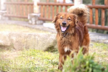 Genç bir çoban köpeğinin portresi, çoban köpeği, kameraya gülümsüyor. Ön görüntü, kameraya bakıyor. kopyalama alanı. Bahçede..