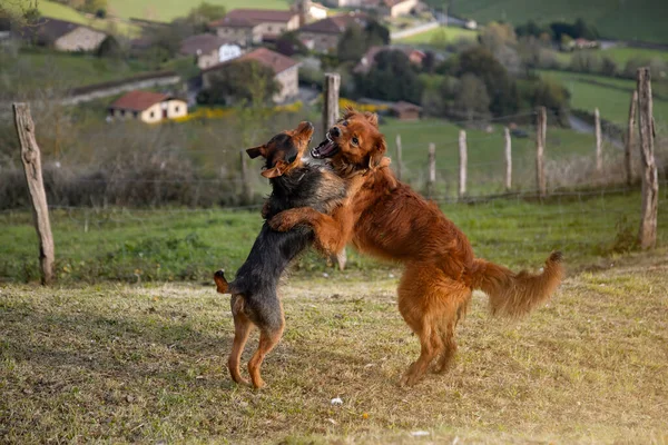 Kahverengi Bask çoban köpekleri ve siyah Bodeguero yavruları evdeki bahçede oynuyorlar ve şafak vakti arka planda köy var. Hayvan portresi.