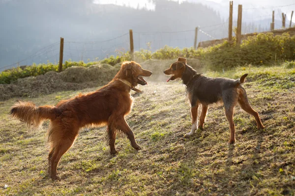 İki köpek yavrusu, bir Bask çoban köpeği ve siyah bir Bodeguero şafakta birbirlerine bakıyorlar. Mutluluk, neşe ve suç ortaklığı gösteriyorlar. Aile. hayvan portresi.