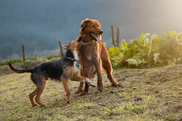 庭で遊んでいる2匹の若い犬 幸せを示す彼の顔に笑みを浮かべて Bodegueroとバスク羊飼い 羊の犬 コピースペース付き水平画像 — ストック写真
