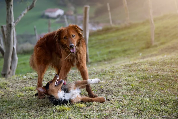 Bahçede oynayan ve gülümseyen iki köpek yavrusunun portresi. Siyah şarap dükkanını evcilleştirirken kameraya bakan Bask çobanı. Aile. Evlat edin. Boşluğu kopyala