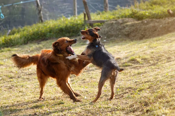 Yavru köpekler evdeki bahçede koşup zıplıyorlar. Koyun ve çoban köpeği. Gün doğumunda ışığa karşı. Aile. Boşluğu kopyala.