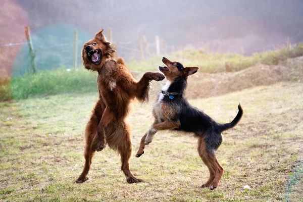 Genç Bask çoban köpeği mahzende köpek yavrusuyla oynuyor. Ayakta zıplayan, ağzı açık ve komik bir jest. Bir yaz sabahı çimenli bir tarlada. Mutlu hayvanlar doğada.