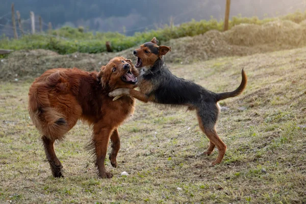 Evdeki bahçede oynayan iki köpek yavrusu. Siyah Bodeguero ve kahverengi Bask çoban köpeği. İkisi de komik yüzlerle gülümsüyor. Mutluluk ve neşe. Hayvan portresi. Yatay.