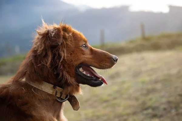 Yandan bir Bask çoban köpeğinin portresi, gün doğumunda sonsuzluğa bakıyor. kopyalama alanı. hayvan temaları