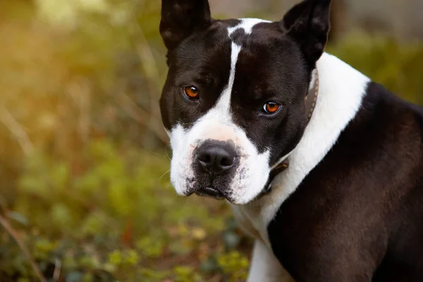 Genç siyah beyaz pitbull 'un yakın plan portresi. Kopya için yeri olan kameraya bakıyor. Yeşilimsi arka plan. Hızı kopyala
