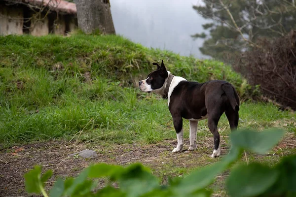 Kuyruğu ve kulakları olmayan siyah ve beyaz pitbull. Bahçede, evde nöbet tutuyor ve ufka bakıyordu. Ailenin bir üyesi daha. Boşluğu kopyala.