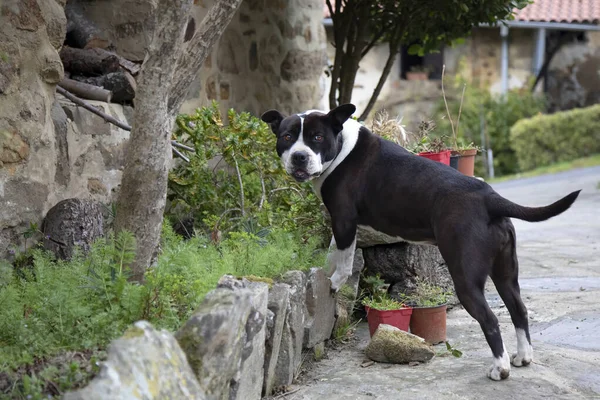 Genç bayan pitbull evdeki bahçede oynuyor. Kesik kuyruk ve kulaklar. Eşek şakalarından sonra kameraya gülümsüyor. Komik bir ifade. Boşluğu kopyala.