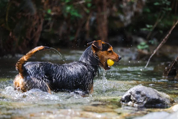 Nehirdeki genç siyah köpek topunun ona geri atılmasını bekliyor. Neşeli. Mutluluk ve neşe. sağlıklı köpek eğitimde..