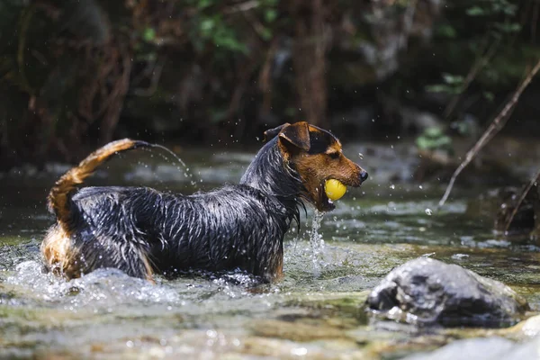水の中の川にいる若い黒い犬がボールを投げ返されるのを探している 遊び心がある 幸せと喜び 訓練中の健康な犬は — ストック写真