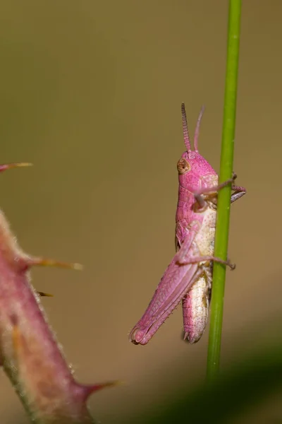 Çimenlere yapışmış eritrizmi olan pembe çekirge. Genetik mutasyon, kamuflaj sorunları. Eşsiz bireyler. Uzayı kopyala Makro fotoğrafçılık