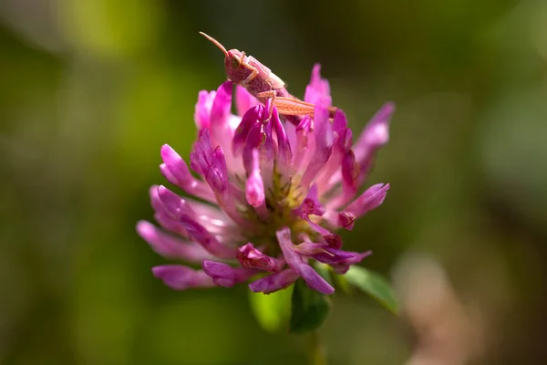 horizontal image of a pink grasshopper with erythrism camouflaged in a pink flower. Macro photography with space for copy. Rare wildlife