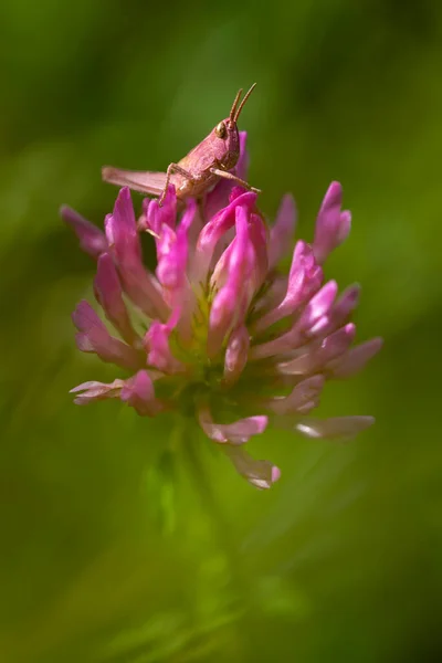 Pembe bir çekirgenin dikey makro fotoğrafı eritrizm pembe bir çiçeğe tünemiş, kamufle edilmiş. Kopya için alanı olan yeşil arkaplan. Benzersiz örnekler, genetik mutasyon. Vahşi yaşam merakı