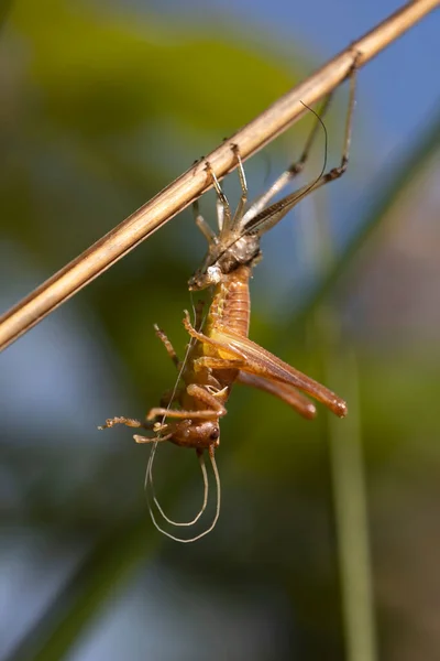 Çekirge dış iskeletini şekillendiriyor, metamorfoz. Doğanın harikaları. Kopya için alanı olan dikey makro fotoğrafçılık. Kapat. Ayrıntılı resim.