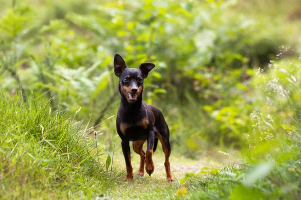 緑の草だらけの森の道を笑顔でポーズをとる黒いブザード犬 養子縁組 家族だ ペットの所有者 幸福とは — ストック写真