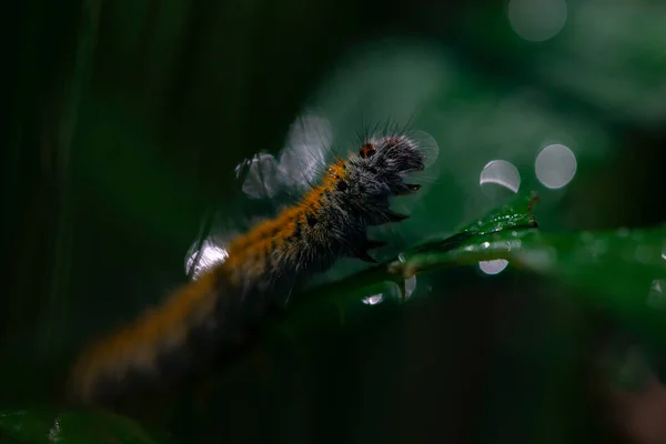Şafak vakti çiy damlalarının bokeh arkaplanlı çalıkuşu dalındaki makrotilacia yakut tırtılı. kopyalama alanı. Yatay makro resim
