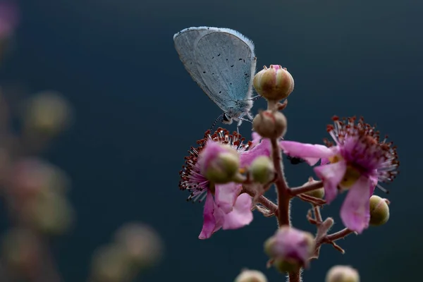 Böğürtlen çiçeğinin üzerine tünemiş mavi kelebek nektarı yakalıyordu. Günbatımının mavimsi arka planı. pembe çiçekler. Kopyalamak için yer. Doğa makro fotoğrafçılığı.