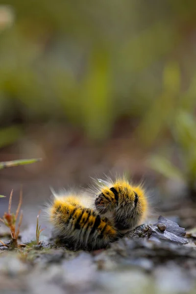 Tırtıl makrotilatia yakutu üst üste yığılmış, ön manzara. Kopyalamak için yer. Detaylı vahşi yaşam, makro fotoğrafçılık. Doğa hayatı