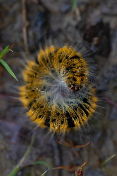 Die Raupe Makrothylatia Rubi Hat Sich Zusammengerafft Sich Schützen Spiralform — Stockfoto